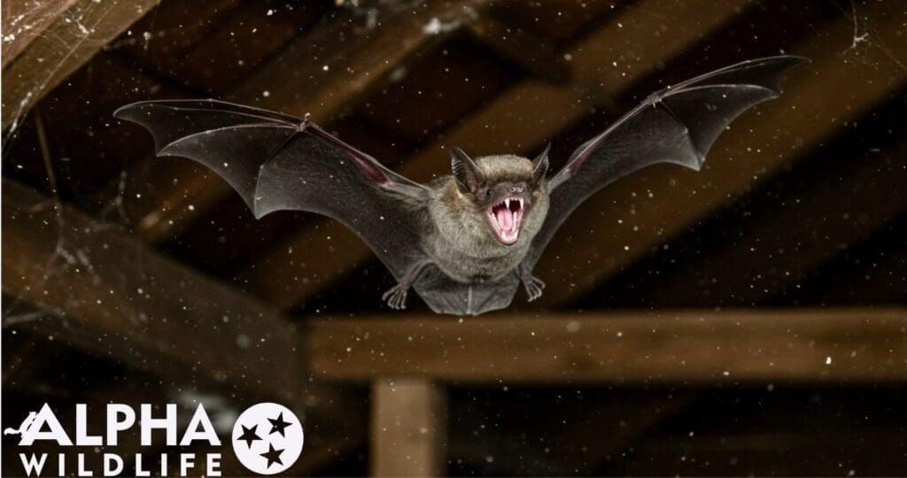 Bat flying in attic in Spring Hill TN